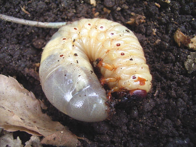 カブトムシのその後