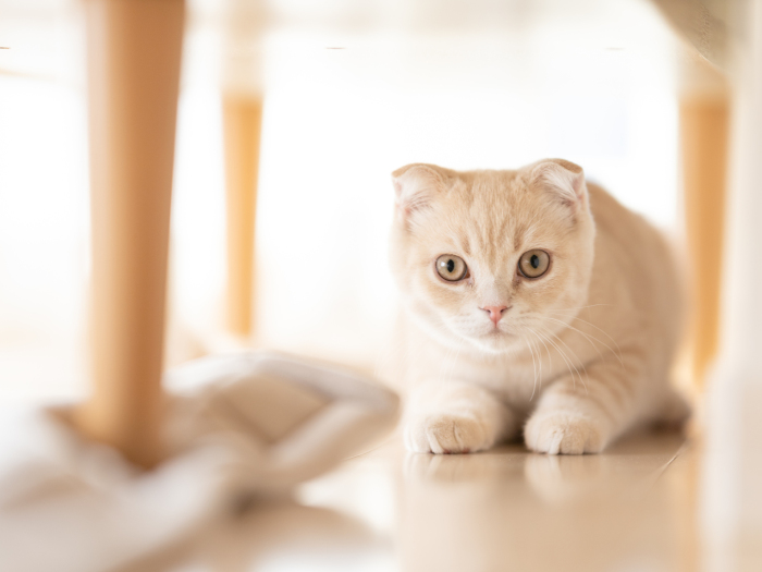 猫を室内飼いするメリット