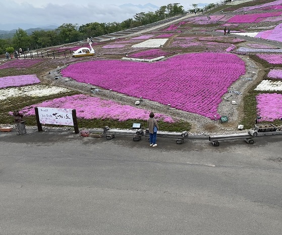 芝桜2025