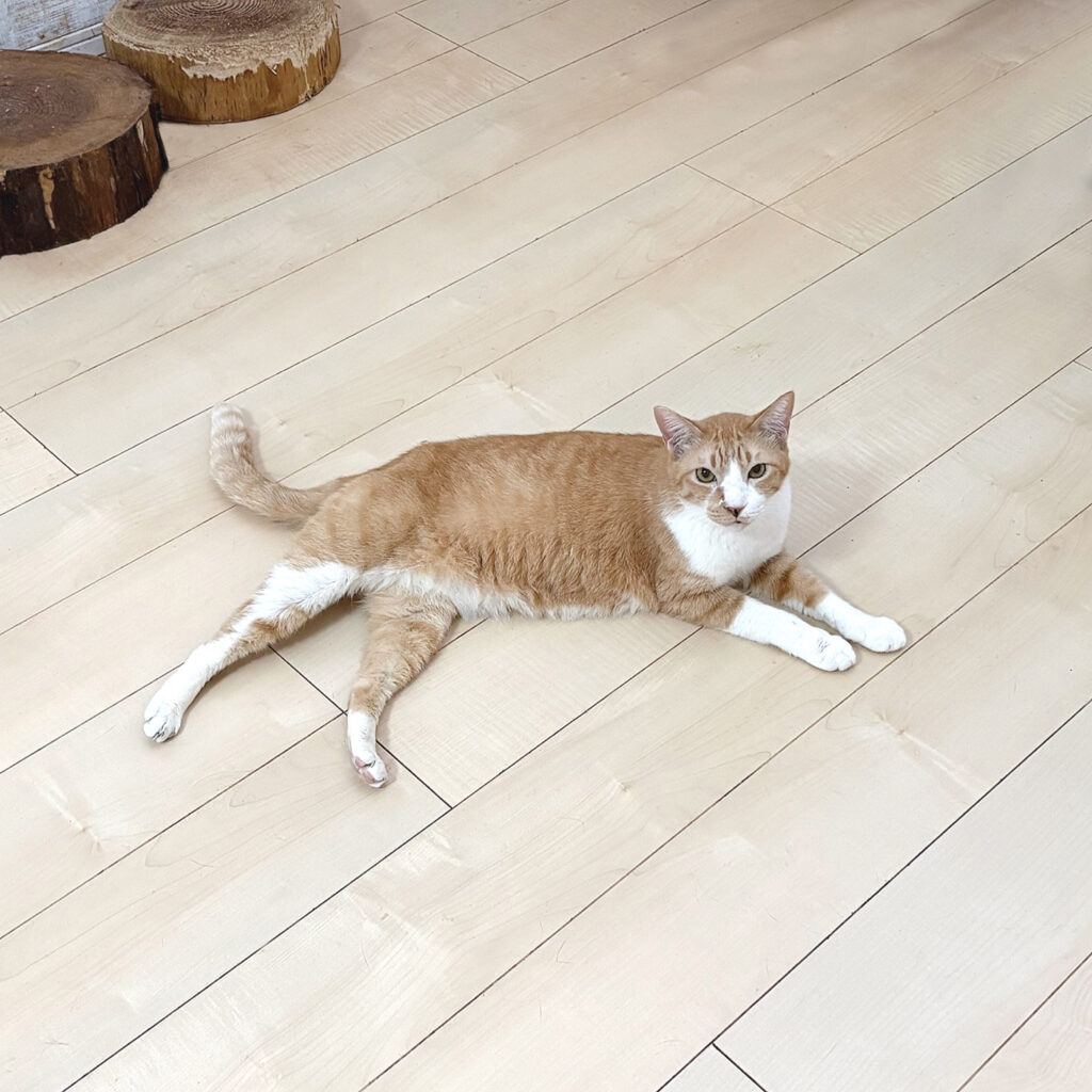 我が家の猫の爪とぎ