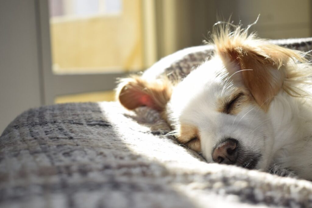 快適そうに眠る小型犬