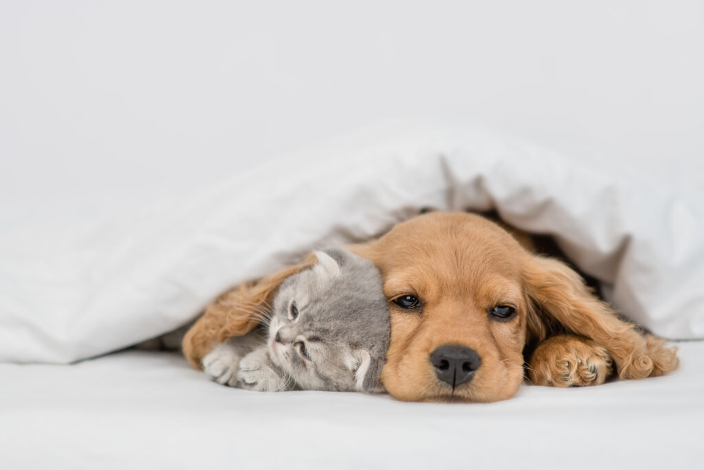 ベッドでくつろいでいる犬と猫