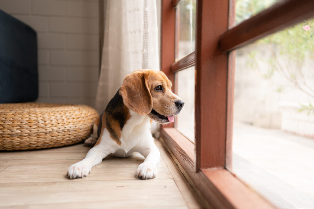 快適な家の中から庭を見ている犬