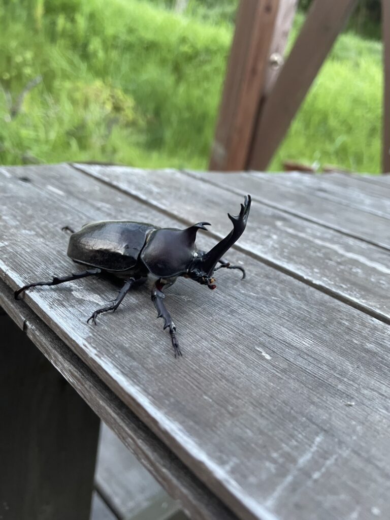 ムシキング！