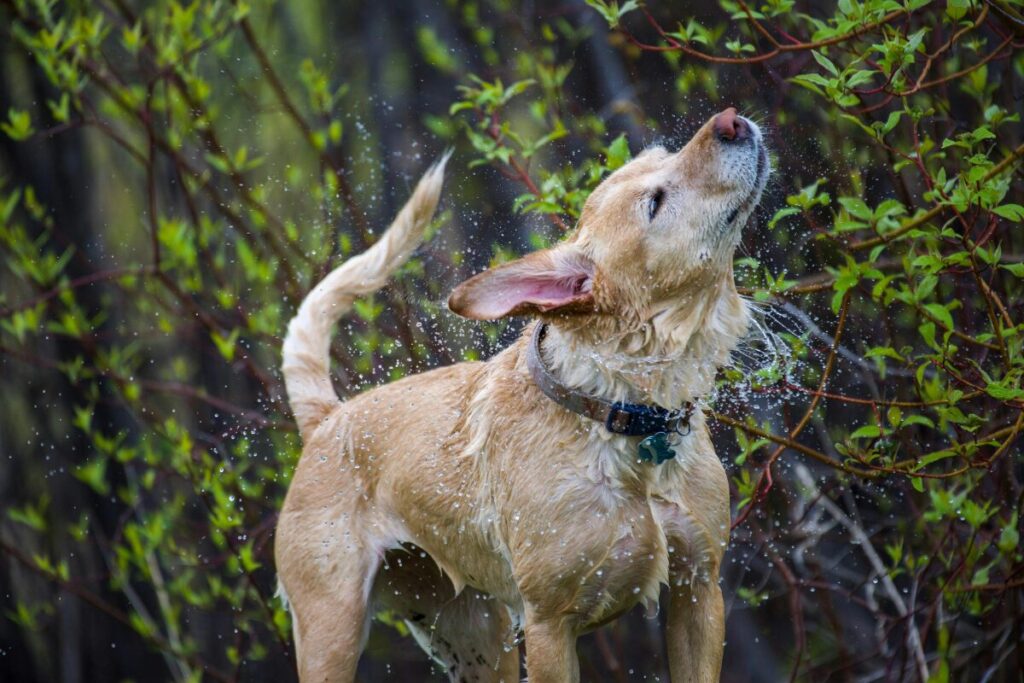びしょ濡れになっている犬