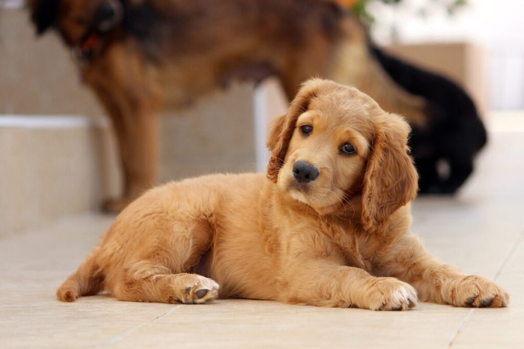 自宅でくつろいでいる小型犬