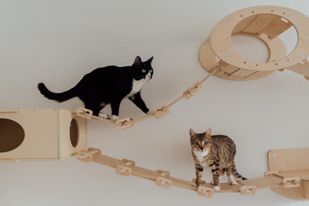 室内に設置されたキャットウォークで遊ぶ猫2匹