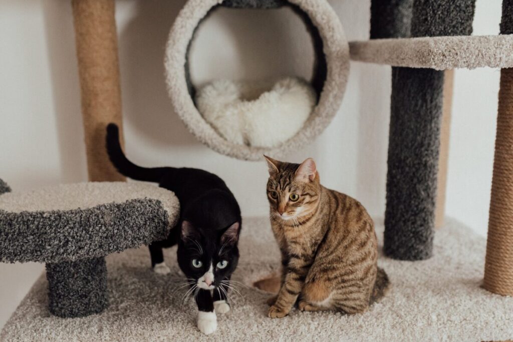 ふわふわのキャットタワーに佇む2匹の猫