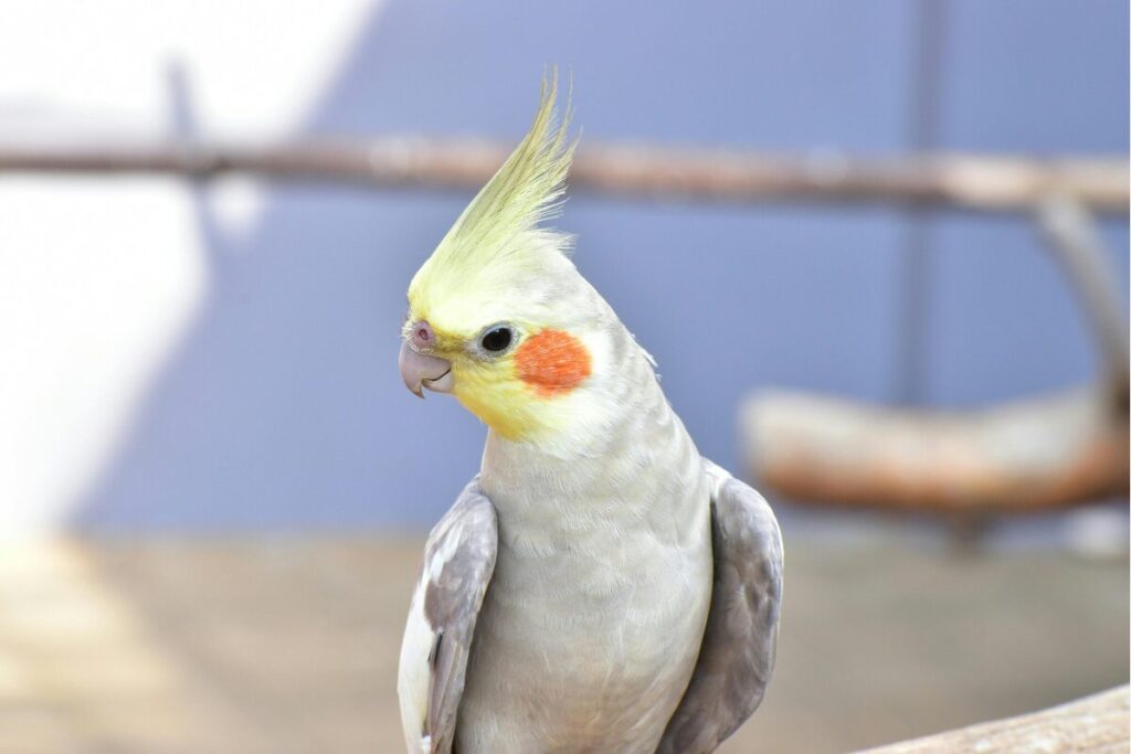 ペットのオカメインコのかわいらしい画像