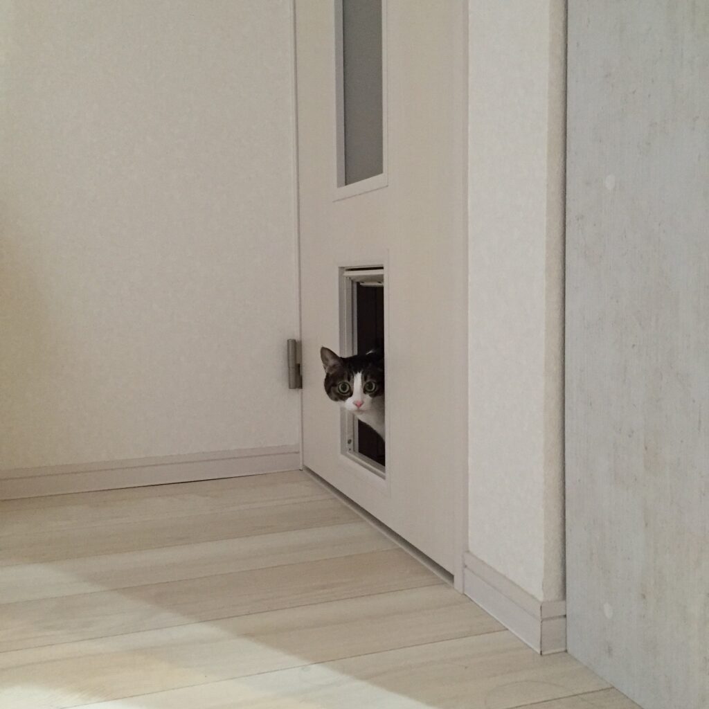 ペットドアから顔をのぞかせている猫