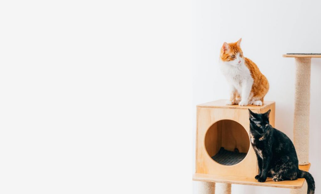 キャットタワーに登っている猫